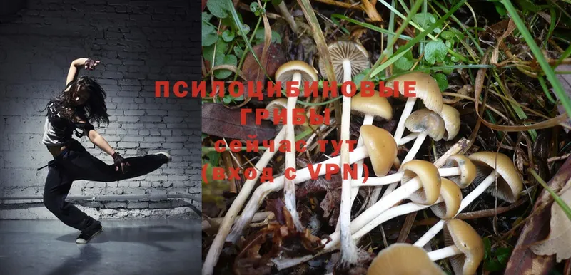 закладка  Верхний Тагил  Галлюциногенные грибы Psilocybine cubensis 